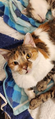 Lost Female Cat last seen Balboa & Chatsworth, Los Angeles, CA 91344
