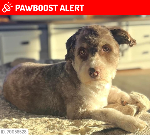Lost Male Dog last seen Smith Farm Rd , Davidson County, NC 27360