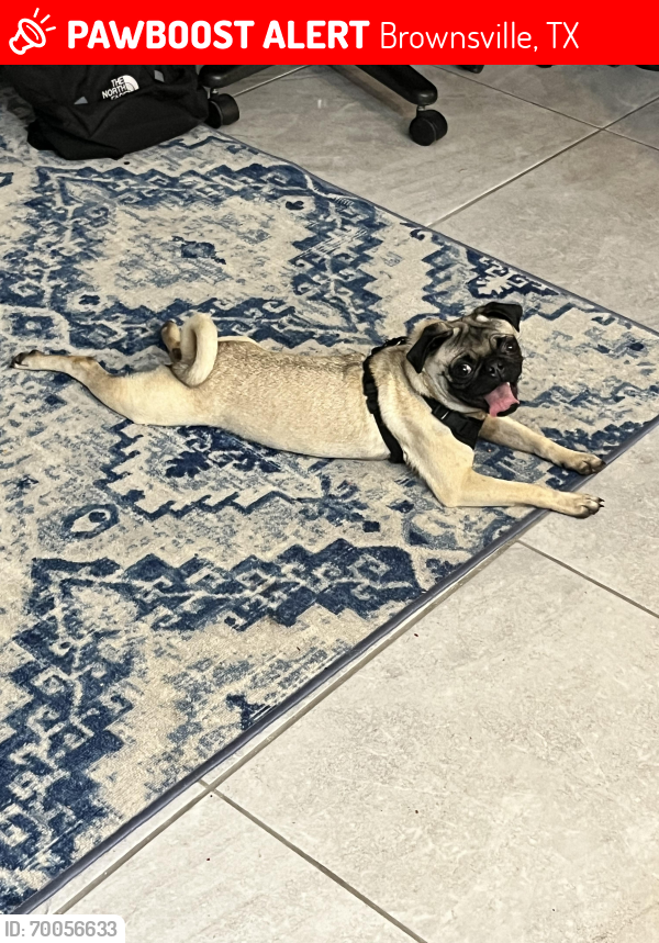 Lost Male Dog last seen Sabal Palm Sanctuary, Brownsville, TX 78521
