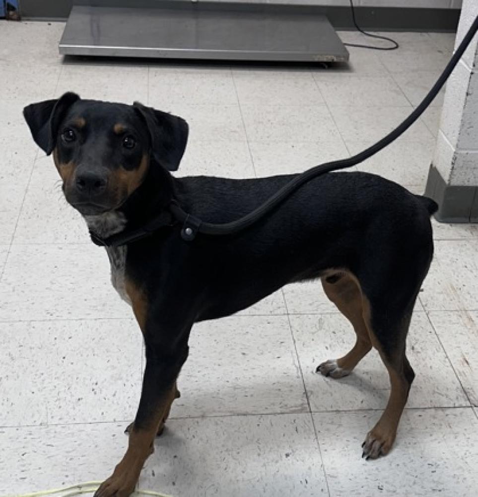Shelter Stray Male Dog last seen Biloxi, MS , Gulfport, MS 39501