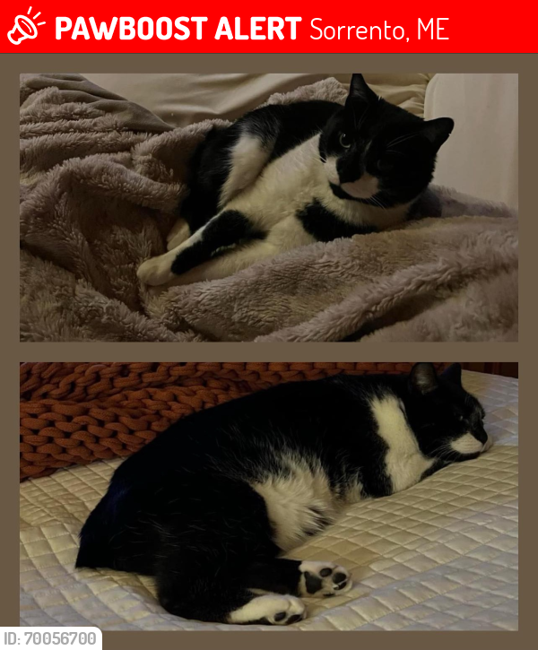 Lost Male Cat last seen Town Hall, Sorrento, ME 04677
