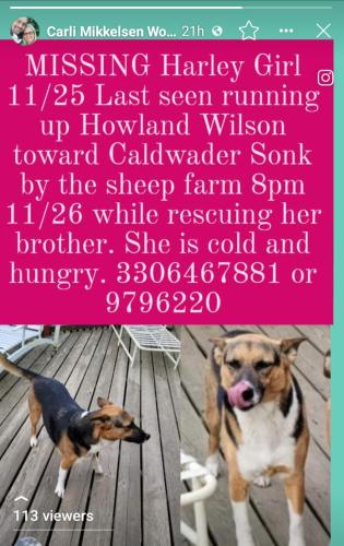 Lost Female Dog last seen Howland twp heading toward Cortland, bazzetta,  Ashtabula possibly. , Warren, OH 44484