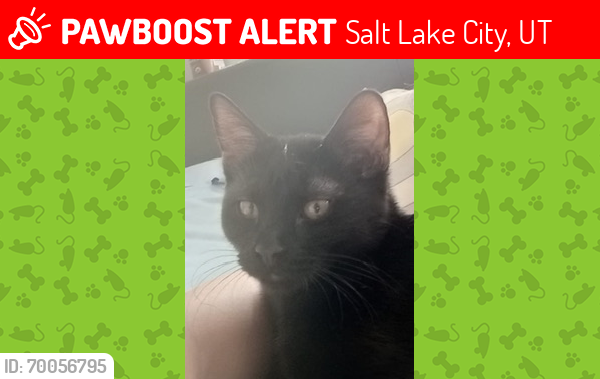 Lost Female Cat last seen North Star dr, Salt Lake City, UT 84116