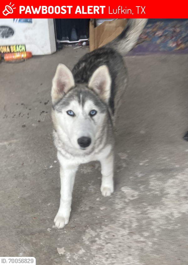 Lost Female Dog last seen Toyota on loop 287 , Lufkin, TX 75903