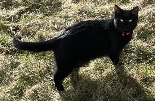 Found/Stray Female Cat last seen Yagger Bay Dr and Roberts Rd, Columbus, OH 43026
