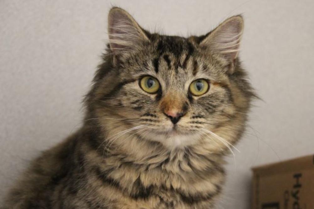 Shelter Stray Female Cat last seen , Tucson, AZ 85745