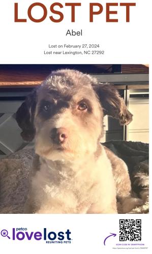 Lost Male Dog last seen Smith farm road Lexington NC, Davidson County, NC 27360