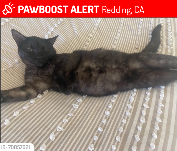 Lost Female Cat last seen Pacheco School Road , Redding, CA 96002
