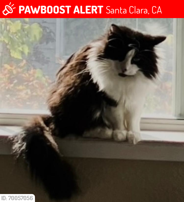 Lost Male Cat last seen Cabrillo ave - over - Calabazas blvd, Santa Clara, CA 95051