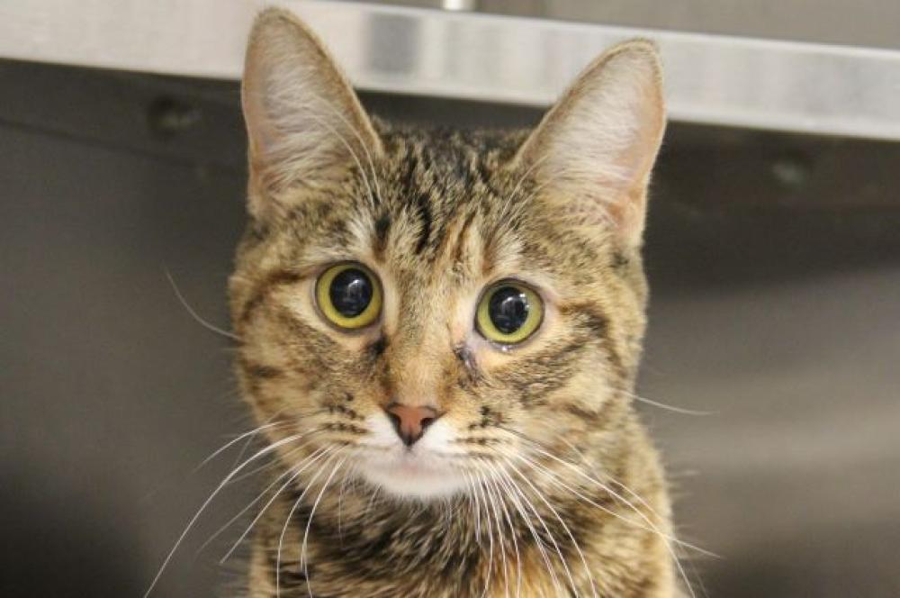 Shelter Stray Female Cat last seen , Tucson, AZ 85745
