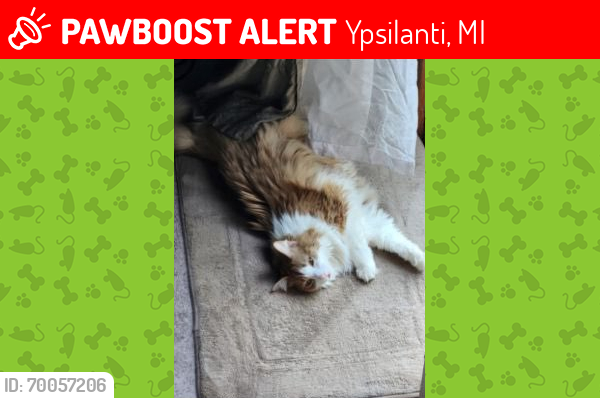 Lost Male Cat last seen Willis Road and Stony Creek in Augusta twp, Ypsilanti, MI 48197, Ypsilanti, MI 48197