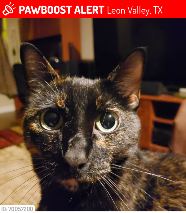 Lost Female Cat last seen Savory Glen, Leon Valley, TX, Leon Valley, TX 78238