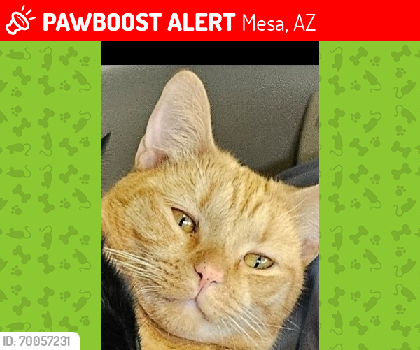 Lost Male Cat last seen Higley south of Broadway, Mesa, AZ 85206