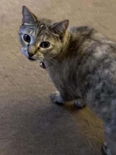 Lost Female Cat last seen Near Garretson ave, Sioux City, IA 51106