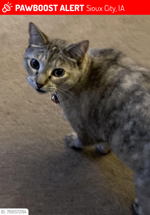 Lost Female Cat last seen Near Garretson ave, Sioux City, IA 51106