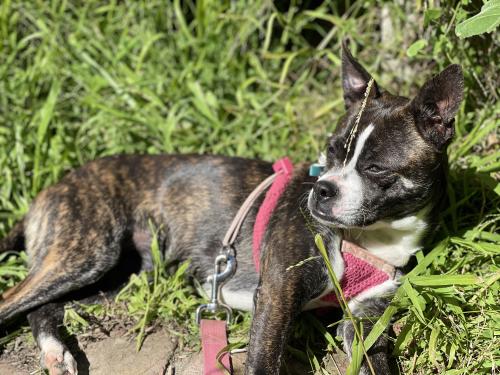 Lost Female Dog last seen Monte rd salinas ca , Monterey County, CA 93908