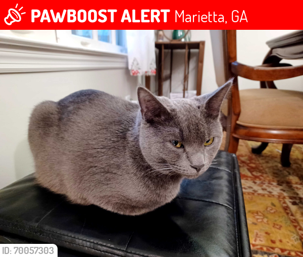 Lost Male Cat last seen Near long wood dr sw, Marietta, GA 30008