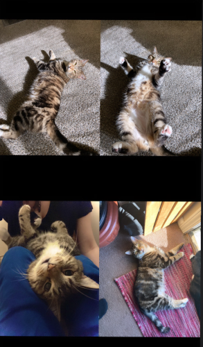 Lost Male Cat last seen Inside his home, he seems to of gotten outside somehow., Knoxville, TN 37912
