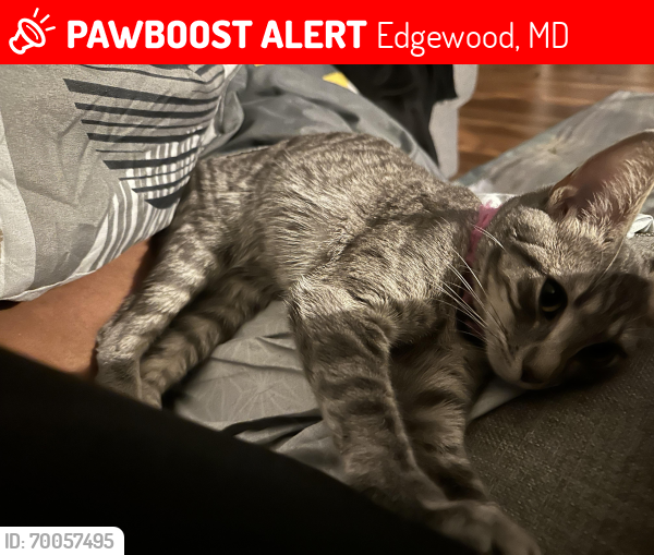 Lost Female Cat last seen Siwanoy Dr and Ahern st in Edgewood, Edgewood, MD 21040