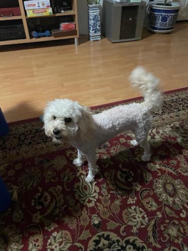 Lost Female Dog last seen Castleton st and albatross road, City of Industry, CA 91748