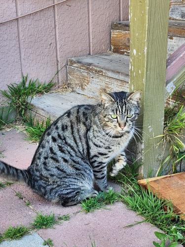 Lost Male Cat last seen Near Russel rd by kids caffe , Salinas, CA 93906