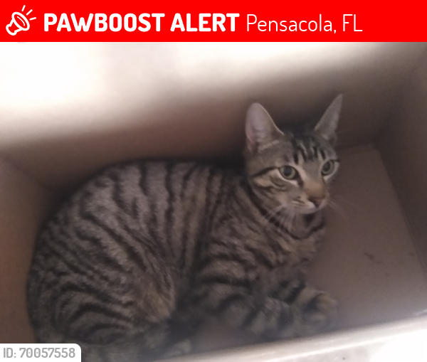 Lost Male Cat last seen Bridlewood rd and Frank Reeder rd, Pensacola, FL 32526