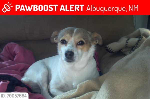 Lost Female Dog last seen Near , Albuquerque, NM 87121