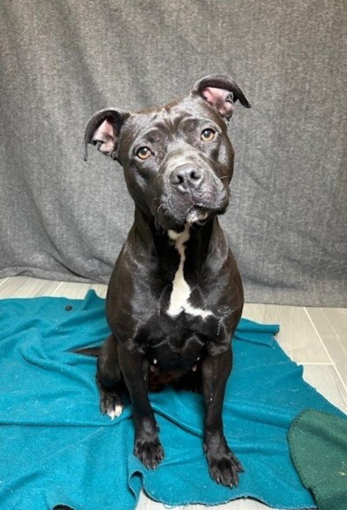 Shelter Stray Female Dog last seen LAFAYETTE, LA, 70506, Lafayette, LA 70507