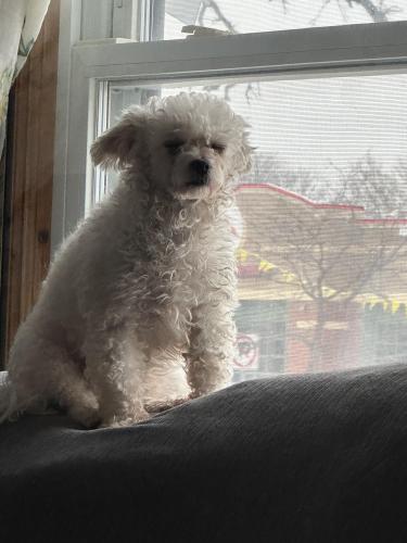 Lost Female Dog last seen Hook fish and chicken, Minneapolis, MN 55421