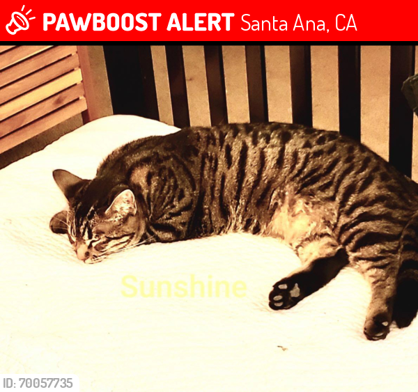 Lost Female Cat last seen Harbor & Warner Santa Ana, Santa Ana, CA 92704