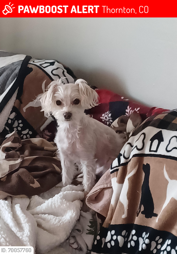 Lost Female Dog last seen Pecos rd.and 88th ave., Thornton, CO 80260