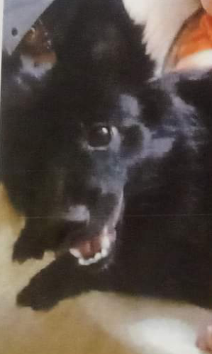 Lost Female Dog last seen REWARD IF FOUND , Polo, IL 61064