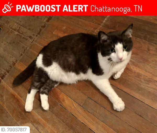 Lost Male Cat last seen North Chattanooga in the Tremont, Boyston and Colville streets area, Chattanooga, TN 37405