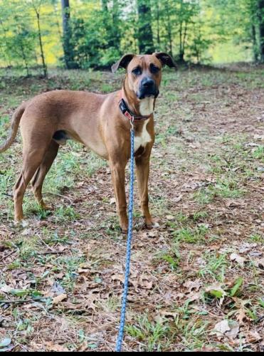 Lost Male Dog last seen Seagrove Area, Off Little River Road Near Hwy 220 through the woods from Hwy 134 , Asheboro, NC 27205