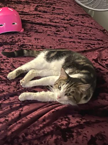 Lost Male Cat last seen Southpoint Blvd fort myers fl, Fort Myers, FL 33919