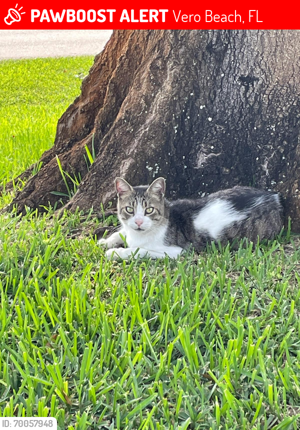 Lost Male Cat last seen Near 11th Ave. Vero Beach, FL 32962, Vero Beach, FL 32962
