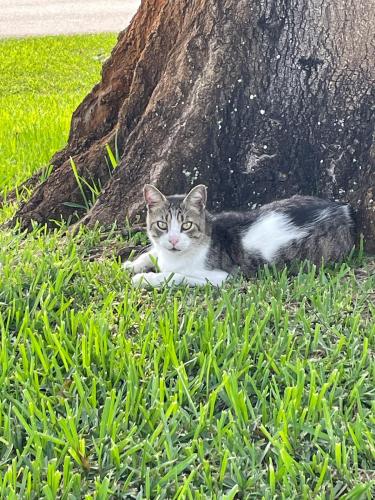 Lost Male Cat last seen Near 11th Ave. Vero Beach, FL 32962, Vero Beach, FL 32962
