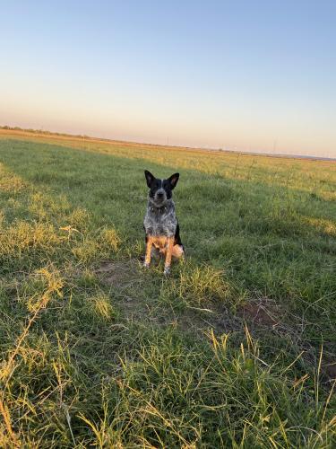 Lost Male Dog last seen Shepherds ranch , Bulverde, TX 78163