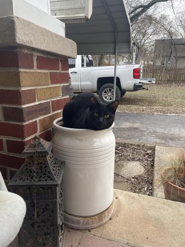 Lost Male Cat last seen Campbell Rd and Apple Valley, Goodlettsville, TN 37072
