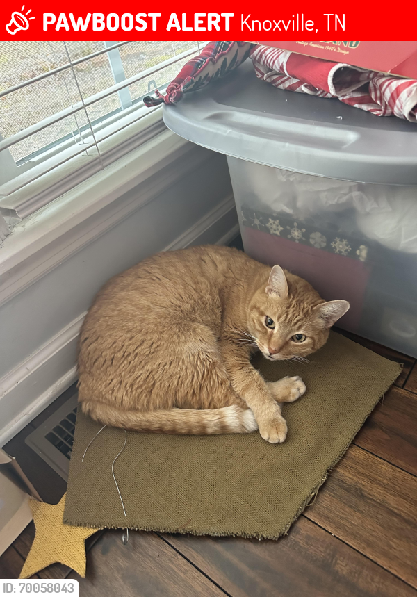 Lost Male Cat last seen Fort West Dr backing up to Rockwell Farms neighborhood , Knoxville, TN 37934
