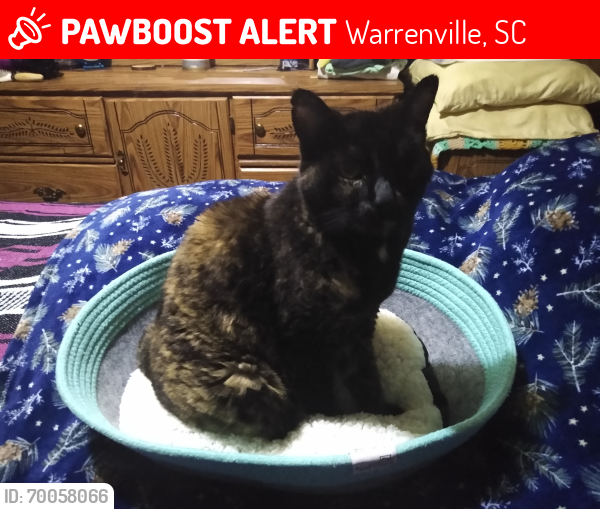 Lost Female Cat last seen Word of Life Assembly Church on Legion Road, Warrenville S.C., Warrenville, SC 29851