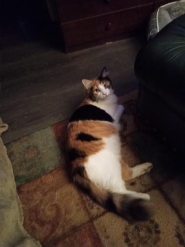 Lost Female Cat last seen Hwy 24/Allen Rd , Independence, MO 64050