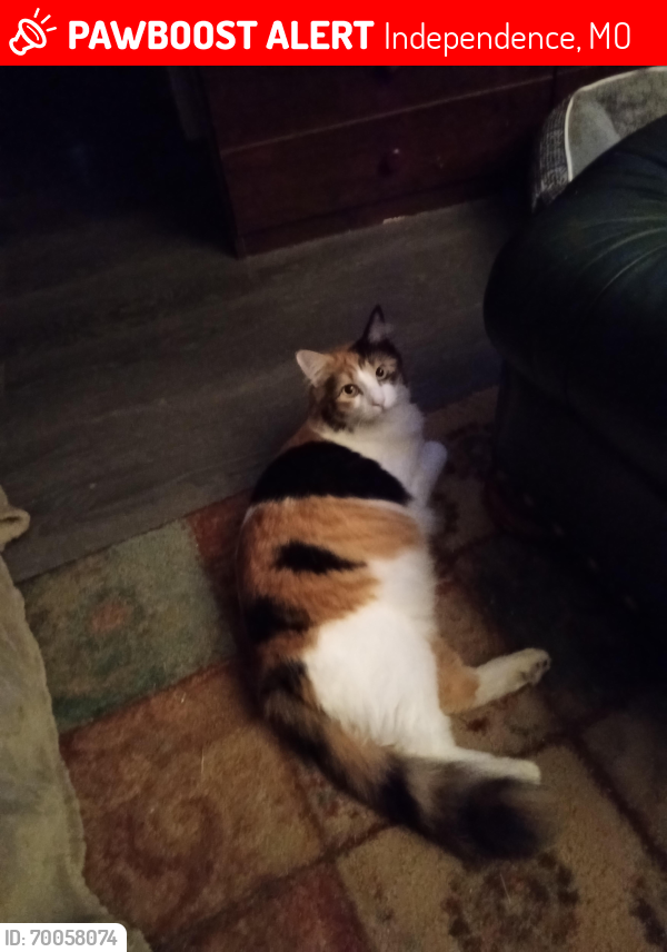 Lost Female Cat last seen Hwy 24/Allen Rd , Independence, MO 64050