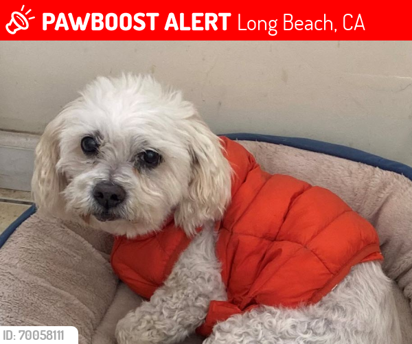 Lost Male Dog last seen Locust and Del Amo, Long Beach, CA 90805