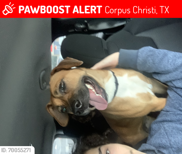 Lost Female Dog last seen Gollihar Rd and S staples , Corpus Christi, TX 78412