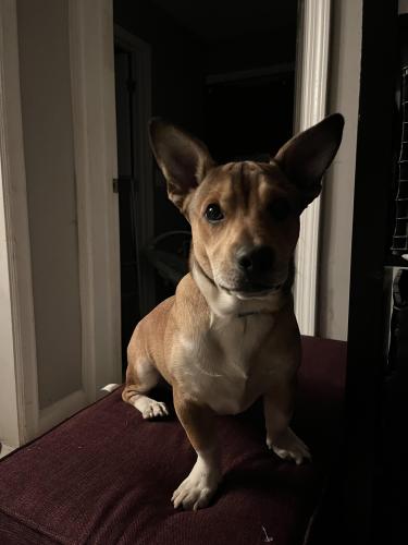 Lost Male Dog last seen Cleveland avenue , East Point, GA 30344