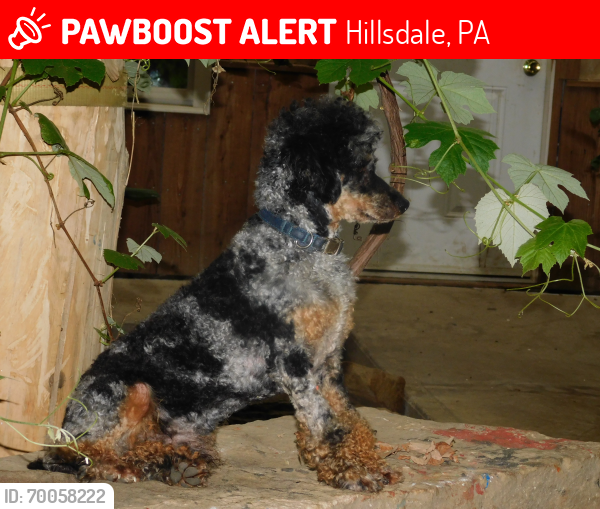 Lost Male Dog last seen Right beside the Dollar General, Hillsdale, PA 15724
