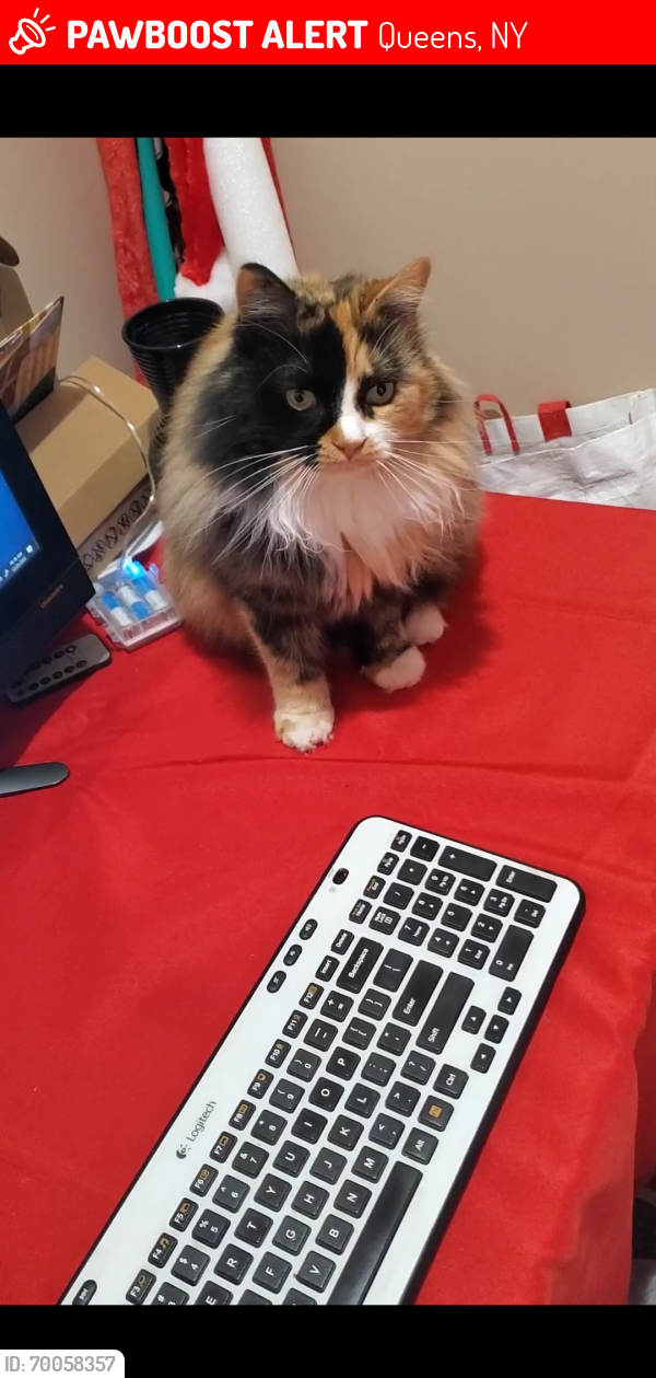Lost Female Cat last seen 160th ave & 102 st near the retaining wall, Queens, NY 11414