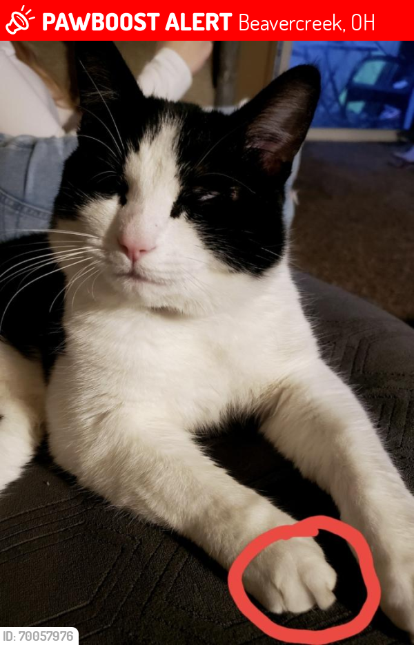 Lost Male Cat last seen The Greene shopping center, by Indian Ripple and County Line, Beavercreek, OH 45430