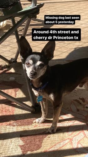 Lost Male Dog last seen Bronner dr Princeton tx , Princeton, TX 75407